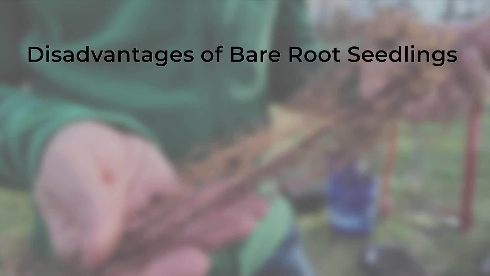 How to Plant Seedlings From the Buckeye State Tree Nursery