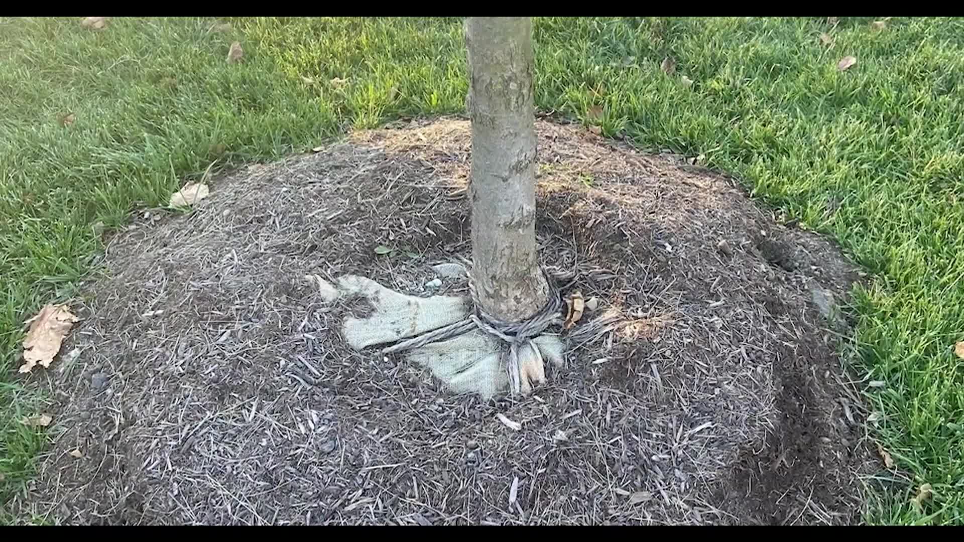 How to Properly Plan Landscape Trees
